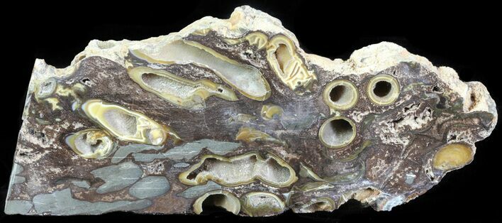 Slab Fossil Teredo (Shipworm Bored) Wood - England #63436